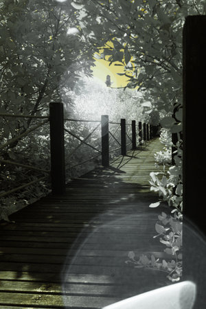 Infrared photography, a wooden pathway surrounded by lush, light-colored foliage with the pathway is elevated and bordered by black postsの写真素材