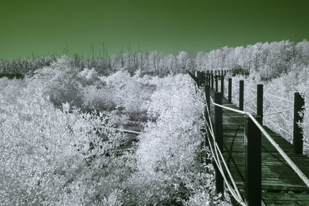 Infrared photography, a wooden walkway that stretches through a landscape filled with trees and plantsの写真素材