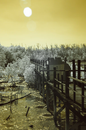 Infrared photography, a wooden walkway stretches through a swampy, sun-drenched landscapeの写真素材