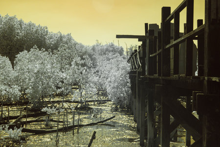 Infrared photography, a weathered wooden pier extending into a mangrove forestの写真素材