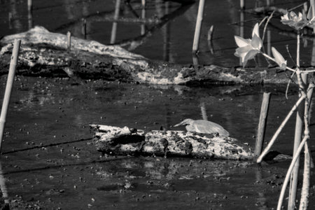 Infrared photography, a bird standing on a mangrove area with a log of driftwoodの写真素材