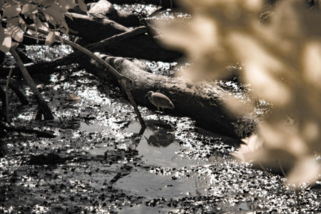 Infrared photograpgy, a bird finding food in a natural setting featuring water and vegetationの写真素材
