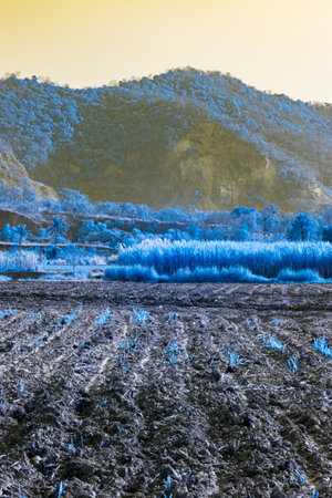Infrared photography, a landscape featuring a plowed field in the foreground, with rows of tilled soilの写真素材