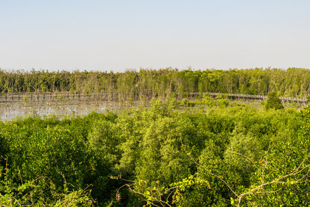 A wooden walkway winding through a lush green landscape