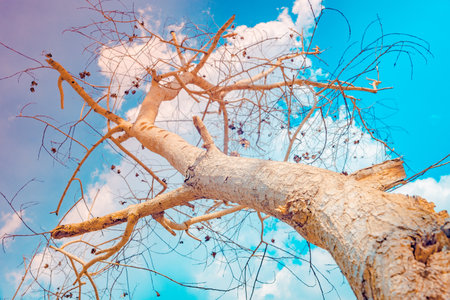 A barren tree viewed from a low angle, emphasizing its trunk and branches reaching toward the skyの写真素材