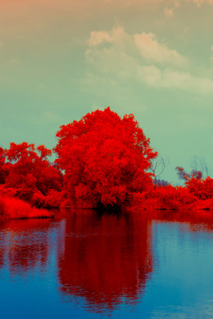 Infrared photography showing a tree next to a body of water with its reflectionの写真素材
