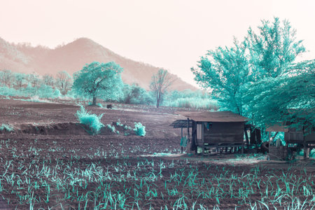 Infrared photography, a rural landscape featuring a field with green crops, small wooden huts, and some treesの写真素材