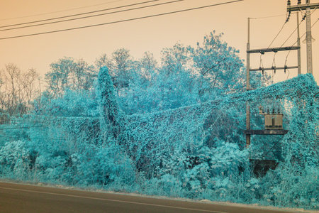 Infrared photography, a landscape overlaid with a blue hue, featuring dense vegetation that appears to be heavily intertwined with power linesの写真素材