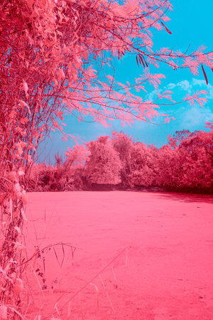 Infrared photography, a landscape with a body of water surrounded by trees featuring strong pink and blue tonesの写真素材