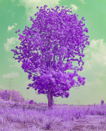 Infrared photography, a single tree standing in an open area. The tree has vibrant purple leaves, contrasting sharply with the backgroundの写真素材
