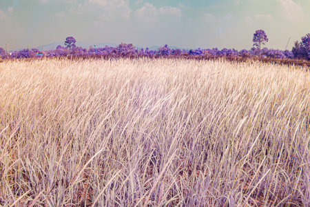 Infrared photography, a landscape with tall, light-colored grasses in the foreground, set against a backdrop of a blue sky with fluffy white cloudsの写真素材