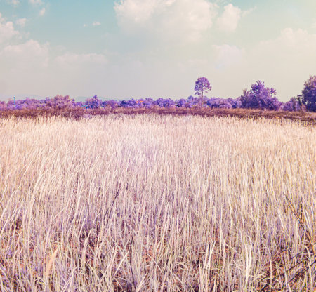 Infrared photography, a landscape with tall, light-colored grasses in the foreground, set against a backdrop of a blue sky with fluffy white cloudsの写真素材