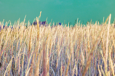 Infrared photography, a field of tall, golden grass with slender stalks. The background features a bright, turquoise sky that contrasts with the earthy tones of the grassの写真素材