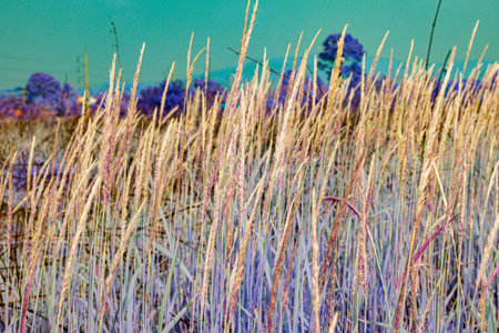 Infrared photography, a field of tall grasses, predominantly purple and beige, stretches to the background, where a line of dark purple trees is visible under a pale sky.の写真素材