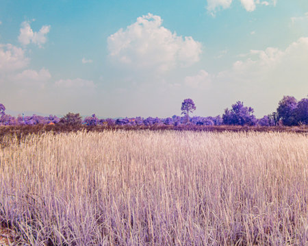 Infrared photography, a landscape with tall, light-colored grasses in the foreground, set against a backdrop of a blue sky with fluffy white cloudsの写真素材
