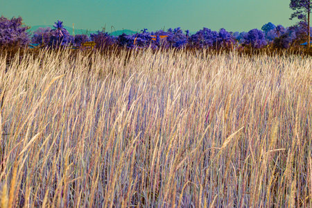 Infrared photography, a field of tall, light-brown grass sways gently in the breeze, set against a backdrop of purple-tinged trees and a muted, dusky skyの写真素材