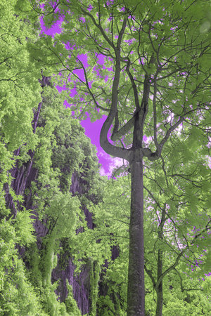 Infrared effect, lush green trees set against a vibrant purple sky