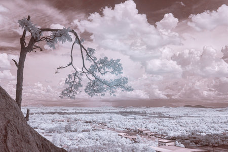 Infrared photography, a landscape with a tree extending from a rocky outcrop