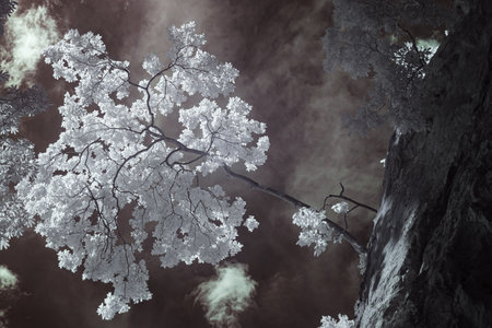 a solitary tree with bright, almost ethereal leaves set against a darker backdrop