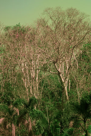 Infrared photography, a landscape featuring a mix of trees with trunks are slender and varied in...