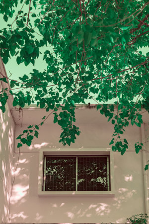 Infrared photography, a house wall with a window partially covered by green leaves above