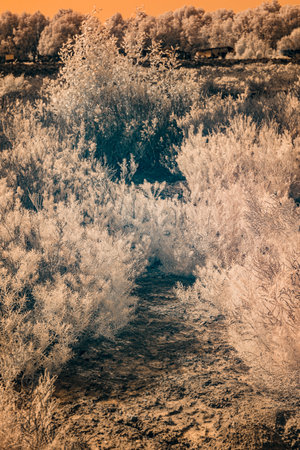 A landscape with several bushes and a tree. The foliage appears bright, almost white, indicating an infrared effectの写真素材