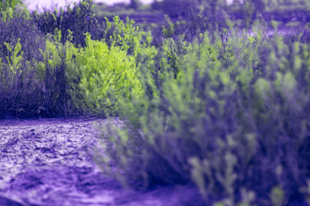 Infrared effect, a landscape of shrubs or small plants, predominantly in shades of green, against a blurred backgroundの写真素材