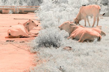 Infrared photography, a landscape with cows in a fieldの写真素材