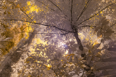 Infrared photography, a view looking up through trees, with branches and leaves densely arrangedの写真素材