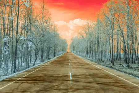 Infrared photography, a straight road lined with trees on both sidesの写真素材