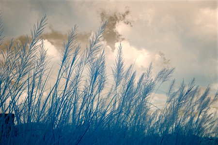 Infrared photography, tall grasses swaying in the wind, set against a backdrop of clouds