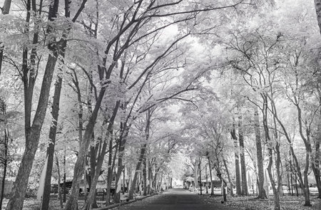 Infrared photography, a pathway lined with tall trees, likely in a forested areaの写真素材