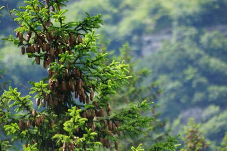 cones on a treeのeditorial素材