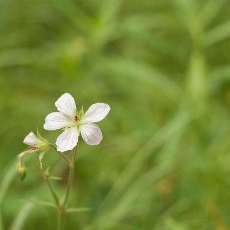A macro of the small white flower of a grass of parnassus.の写真素材