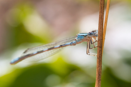 Macro of a blue damselfly holding onto a stem.の写真素材