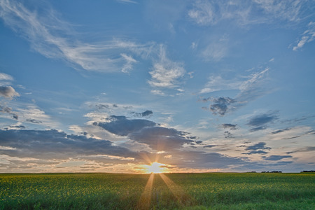 Sunburst as the sun sets over a canola field in Alberta, Canada.の写真素材