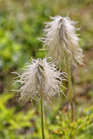 Wild flower, anemone occidentalis achene.の写真素材