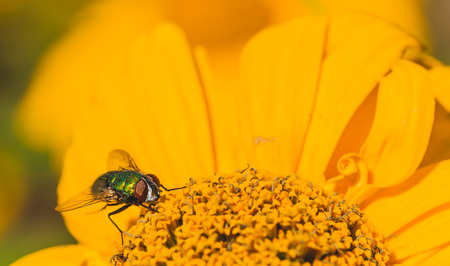 Close-up of a green bottle fly sitting on a yellow chrysanthemum.の写真素材