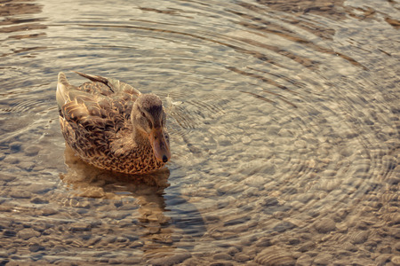 A female mallard duck floating on a rippling pond.の写真素材