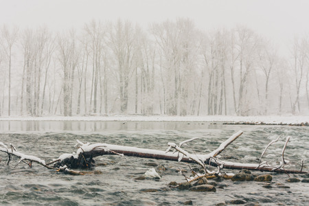 Landscape of a winter snow storm along the Bow River.  Trees visible through the snow in the distance and deadwood in the foreground.の写真素材