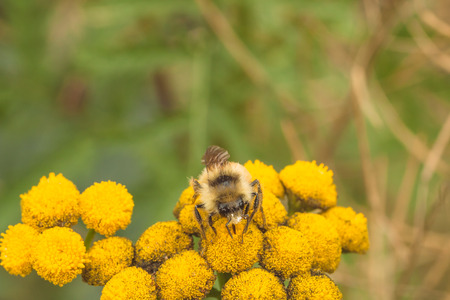 Macro of the front view of a bee collecting pollen from a tansy flower.の写真素材