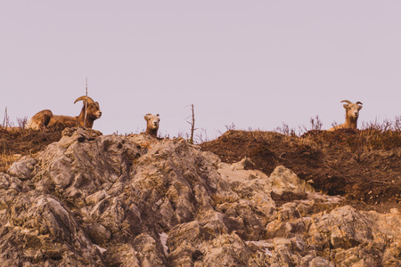 Mountain goats looking down from a mountain top.の写真素材