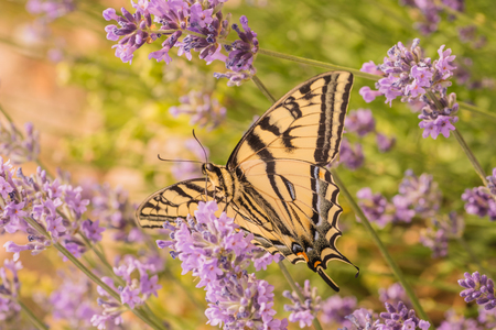 Macro of a Canadian Tiger Swallowtail Butterfly on purple lupins.