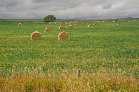 Prairie Landscape of hay bales in green grass with a fence in foreground.の写真素材
