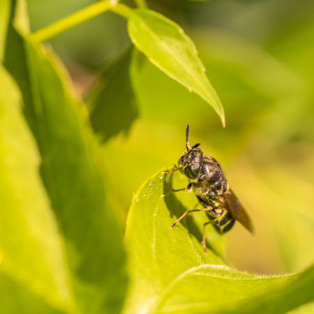 Macro of a  bee-like fly with lines on its eye, rests on a leafの写真素材