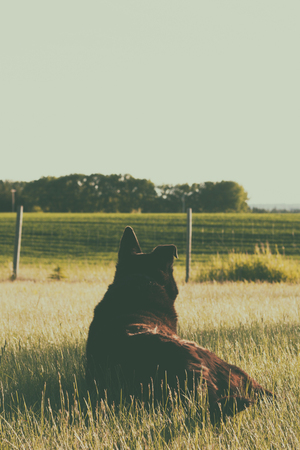 Dog with one bent ear lying in the grass watching over the prairie.の写真素材