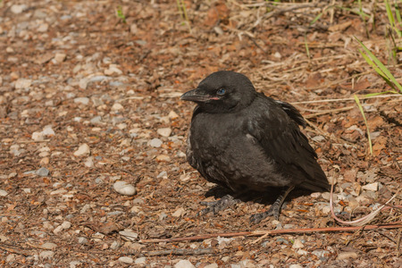 Close-up of a black crow fledgling on the forest floor.の写真素材
