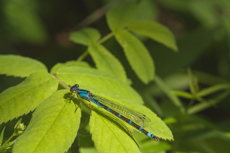 Macro of a blue and brown damselfly resting on bright green leaves.の写真素材