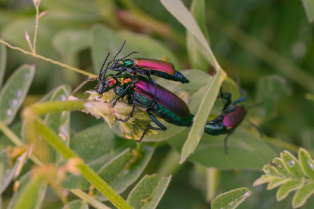 Macro of three mating blister beetles.  Focus on first two, third in background bokeh.