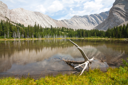 Landscape of one of the four Picklejar Lakes in surrounded by the Rocky Mountains with deadwood in the foreground in Kananaskis Alberta.の写真素材